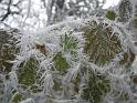 DSCN4484  Stowey hoar frost December 7